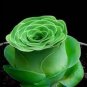 Mountain Rose Succulents Bonsai Plants 400 Seeds