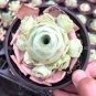 Mountain Rose Succulents Bonsai Plants 400 Seeds