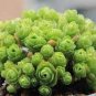 Mountain Rose Succulents Bonsai Plants 400 Seeds