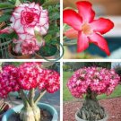 The Dreamlike Adenium Obesum  quality Rare Desert Rose seed Bonsai flower 10 Seeds