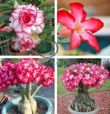 The Dreamlike Adenium Obesum  quality Rare Desert Rose seed Bonsai flower 10 Seeds