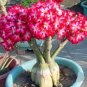 The Dreamlike Adenium Obesum  quality Rare Desert Rose seed Bonsai flower 10 Seeds