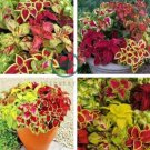 Mixed 9 Colors Coleus Blumei Perennial Flowers 60 Seeds