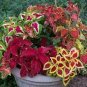 Mixed 9 Colors Coleus Blumei Perennial Flowers 60 Seeds