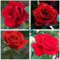 Strong Fragrant Red Rose Flower 100 Seeds