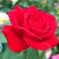 Strong Fragrant Red Rose Flower 100 Seeds