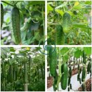 Cucumber Dark Green Crisp Barbed Vegetable 40 Seeds