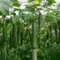 Cucumber Dark Green Crisp Barbed Vegetable 40 Seeds