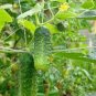 Cucumber Dark Green Crisp Barbed Vegetable 40 Seeds