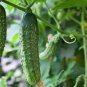 Cucumber Dark Green Crisp Barbed Vegetable 40 Seeds