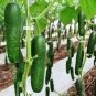 Cucumber Dark Green Crisp Barbed Vegetable 40 Seeds