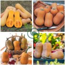 Honeynut Squash Butternut Vegetables 20 Seeds