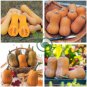 Honeynut Squash Butternut Vegetables 20 Seeds