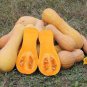 Honeynut Squash Butternut Vegetables 20 Seeds