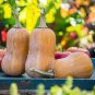 Honeynut Squash Butternut Vegetables 20 Seeds