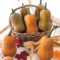 Honeynut Squash Butternut Vegetables 20 Seeds