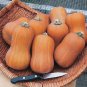 Honeynut Squash Butternut Vegetables 20 Seeds