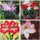 Amaryllis Seeds Red White Pinkish White 200 Seeds
