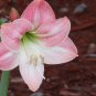 Amaryllis Seeds Red White Pinkish White 200 Seeds
