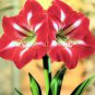 Amaryllis Seeds Red White Pinkish White 200 Seeds