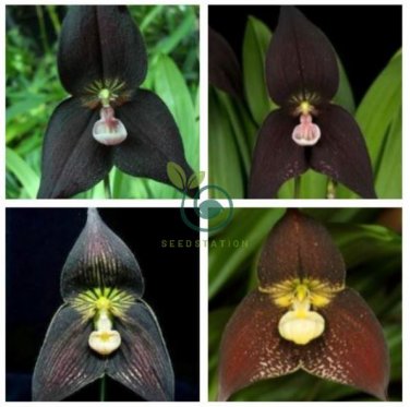 Black Monkey Face Orchid Perennial Plants 200 Seeds