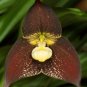 Black Monkey Face Orchid Perennial Plants 200 Seeds