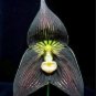 Black Monkey Face Orchid Perennial Plants 200 Seeds