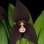 Black Monkey Face Orchid Perennial Plants 200 Seeds
