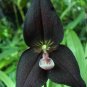Black Monkey Face Orchid Perennial Plants 200 Seeds