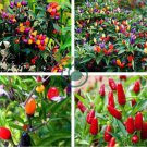 Garden Ornamental Hot Pepper 100 Seeds