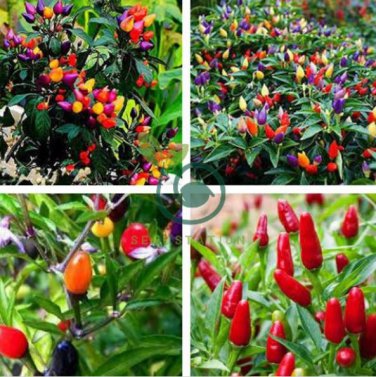 Garden Ornamental Hot Pepper 100 Seeds