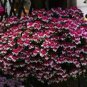 Geranium 'Colorful Butterfly' Blackish Red White Flowers 20 Seeds