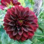 Geranium 'Colorful Butterfly' Blackish Red White Flowers 20 Seeds