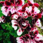 Geranium 'Colorful Butterfly' Blackish Red White Flowers 20 Seeds