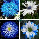 Rare Ballad of Dueana Chrysanthemum Flowers 100 Seeds