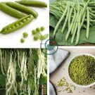 Chinese Bean Seeds Contains Rich Oil Green Chinese Vegetables 30 Seeds