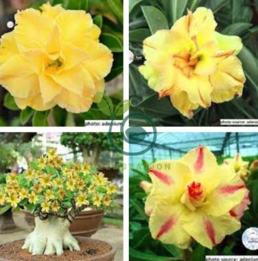 Yellow Adeniu mRed Stripe Desert Rose 4 Seeds