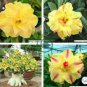 Yellow Adeniu mRed Stripe Desert Rose 4 Seeds