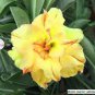 Yellow Adeniu mRed Stripe Desert Rose 4 Seeds
