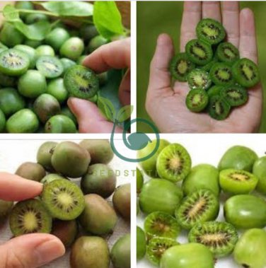 Cocktail Miniature Kiwi Kiwiberry Berry Hardy Actinidia Arguta Fruit 60 Seeds
