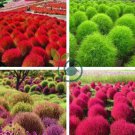 Kochia Scoparia Burning Bush Grass Green Red Mixed 400 Seeds