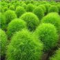 Kochia Scoparia Burning Bush Grass Green Red Mixed 400 Seeds