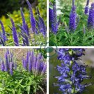 Blue Spiked Speedwell Veronica Spicata 100 Seeds
