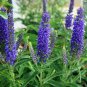Blue Spiked Speedwell Veronica Spicata 100 Seeds