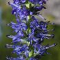Blue Spiked Speedwell Veronica Spicata 100 Seeds