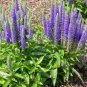 Blue Spiked Speedwell Veronica Spicata 100 Seeds