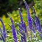 Blue Spiked Speedwell Veronica Spicata 100 Seeds