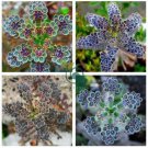 Kalanchoe Thyrsiflora 200 Seeds
