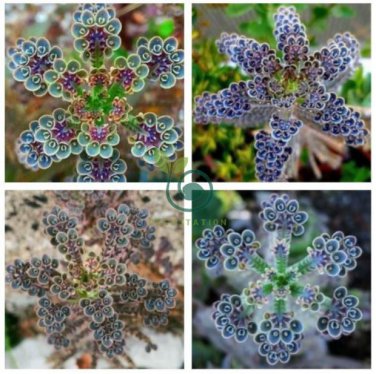 Kalanchoe Thyrsiflora 200 Seeds