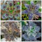 Kalanchoe Thyrsiflora 200 Seeds